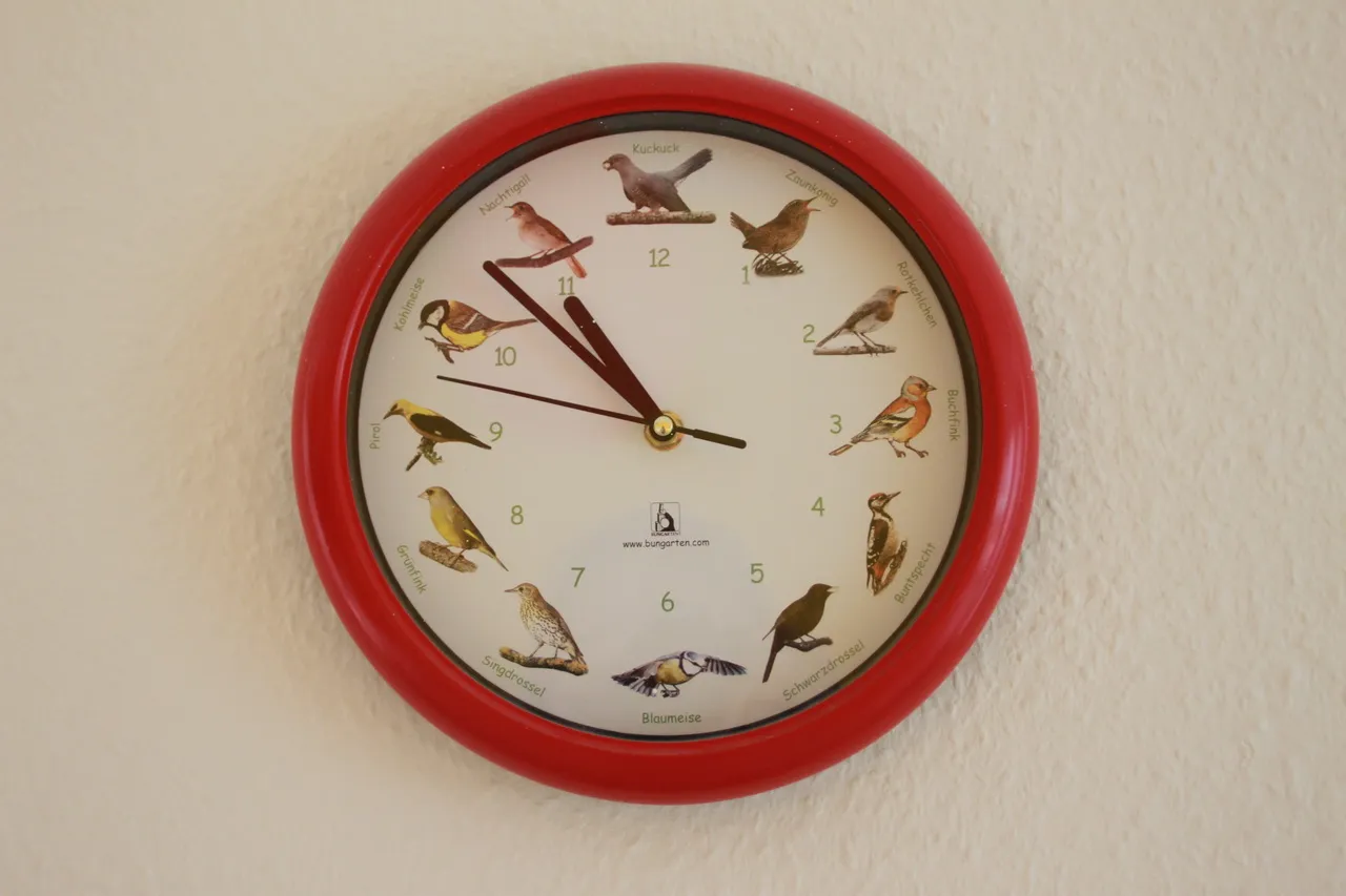 Wanduhr mit rotem Rahmen, auf dem Zifferblatt heimische Vogelarten.